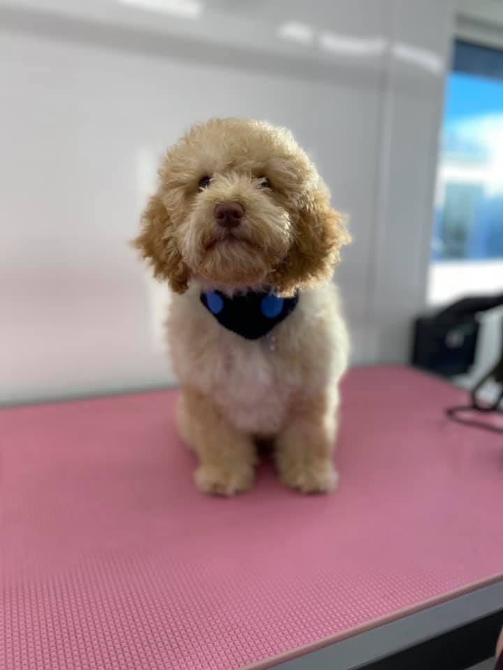 Dog after Grooming