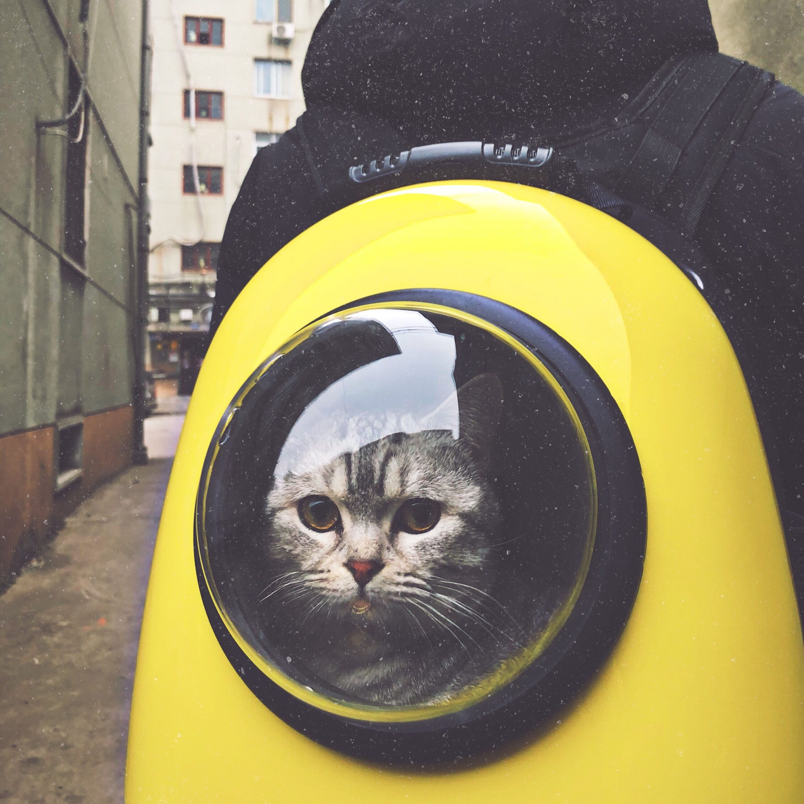 Decorative image of cat in carrier