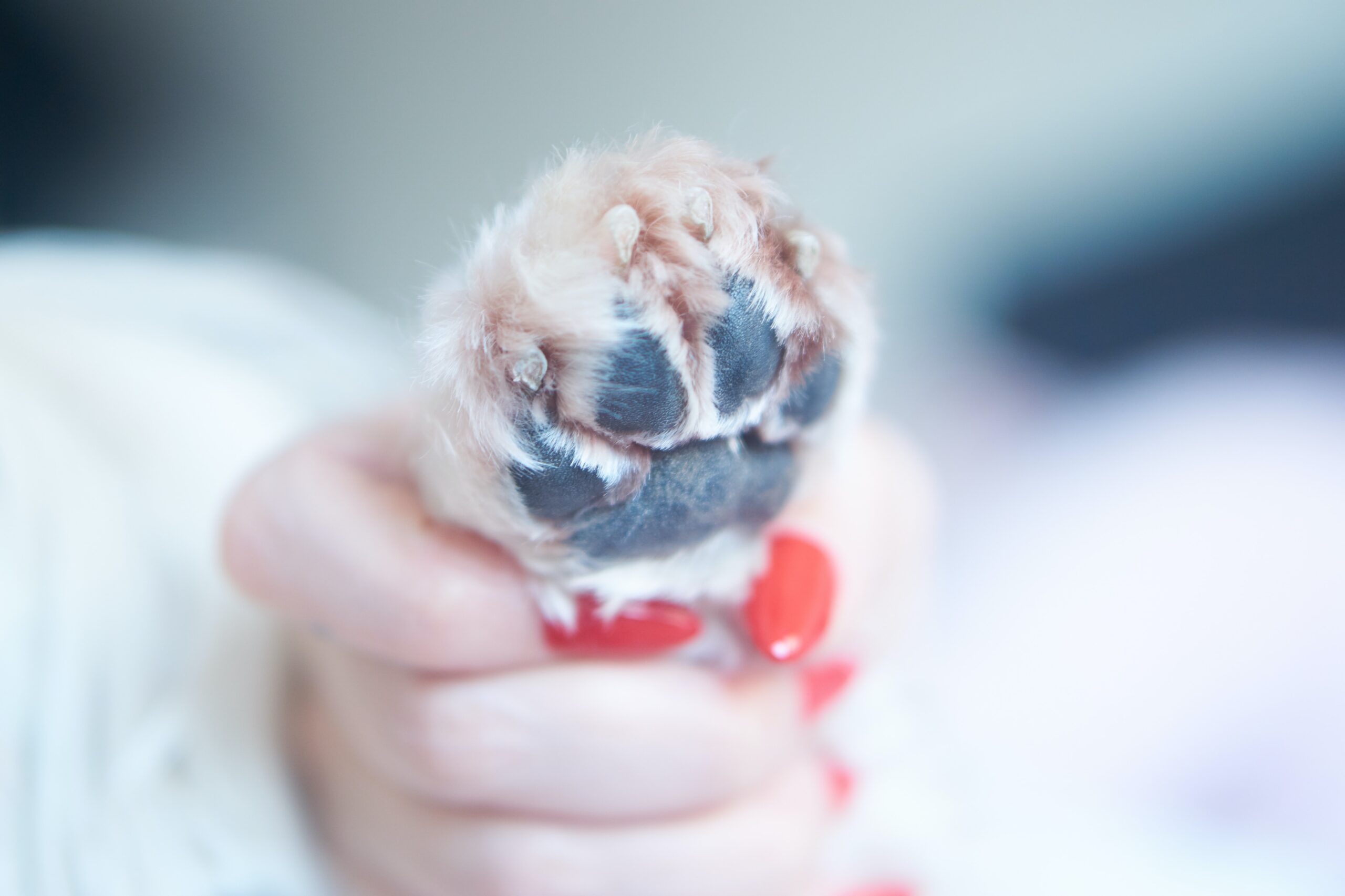 Nail Clipping For Dogs And Cats