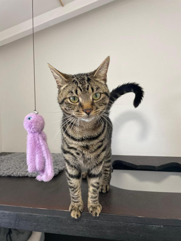 Cat playing with a toy at Essex cattery near Colchester.